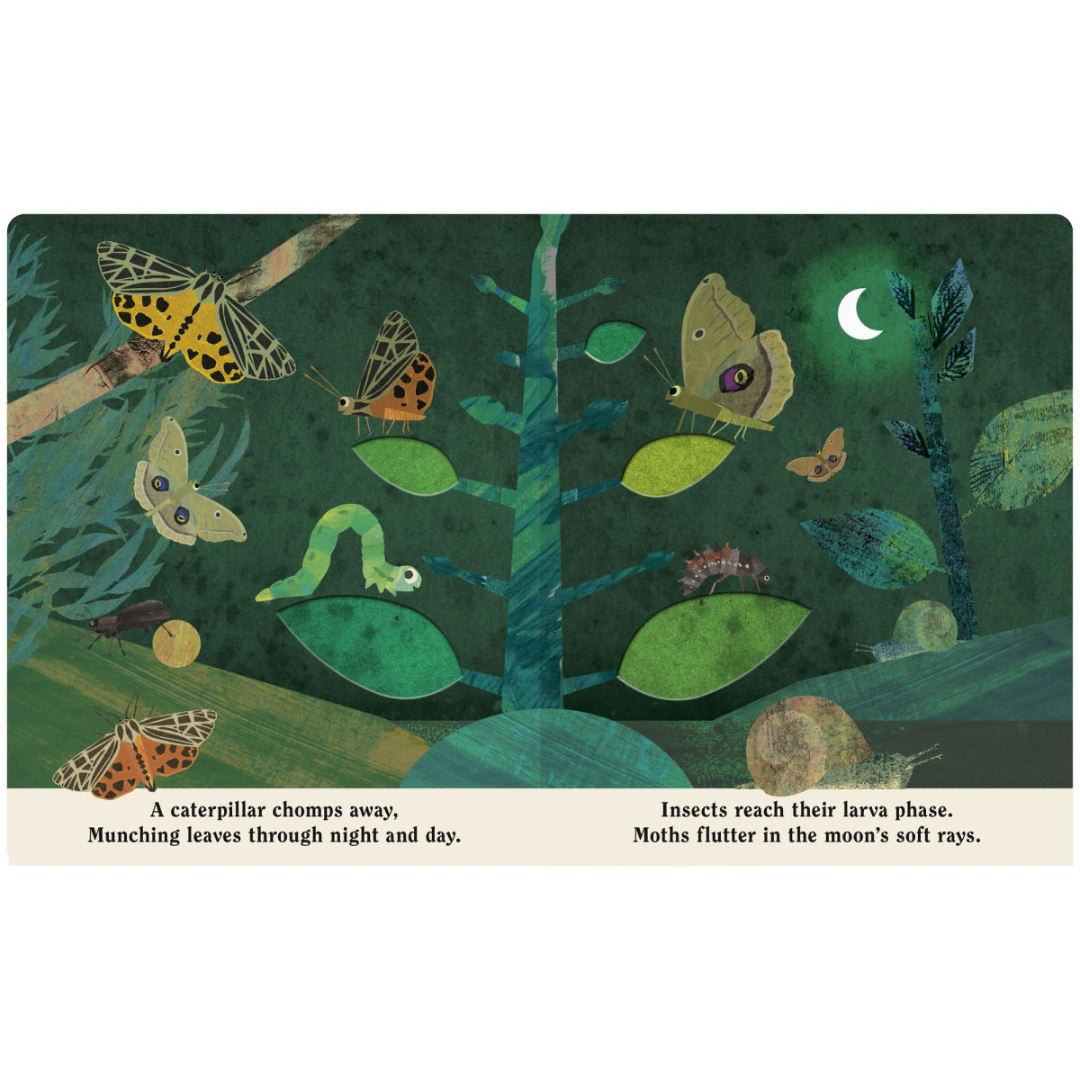 Bugs: A Peek-Through Board Book